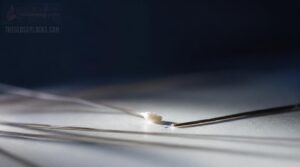 how to identify a telogen hair how to identify a telogen hair